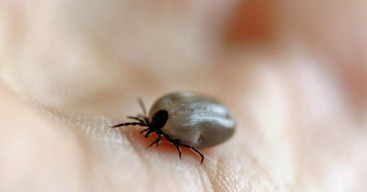 Common calls for clearing areas to avoid contamination by Crimean-Congo fever ticks